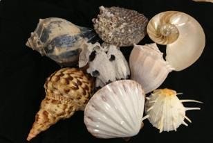 Shell show