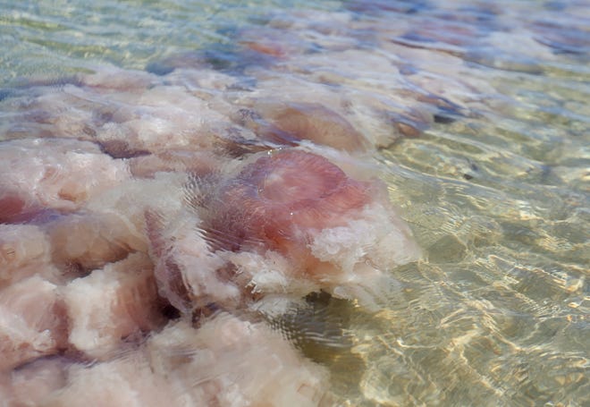 Pink meanie jellyfish wash up near the shore at St. Andrews State Park on Wednesday in Panama City Beach. PATTI BLAKE/The News Herald
