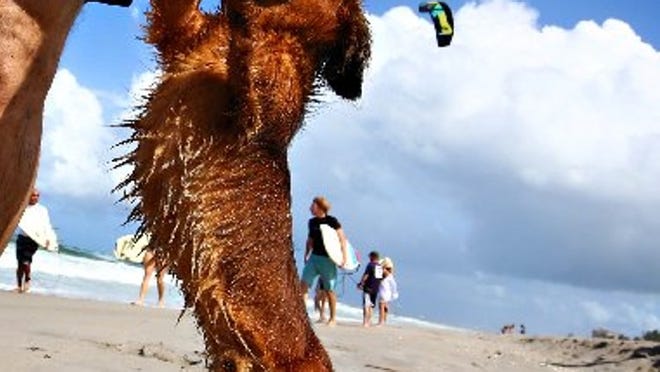 A dachshund named Conan enjoys the dog-friendly beach south of Carlin Park in Jupiter. (Richard Graulich The Palm Beach Post)
