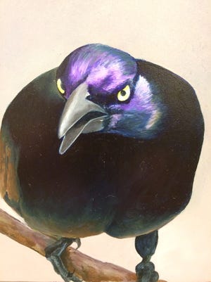 Common grackle by Christy Gunnel.