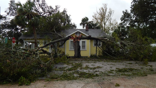Hurricane Matthew split this tree, causing damage to Jeff's Antiques on U.S. 1 in New Smyrna Beach Friday. NEWS-JOURNAL/MARK HARPER