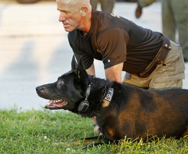 "Finn," a K9 donated to the Pasco Sheriff's Department by Thomas Dobies, works with his handler, Pasco Sheriff's Department Sgt. Clint Cabbage, during a training session in Tampa. Jim Damaske/Tampa Bay Times via AP