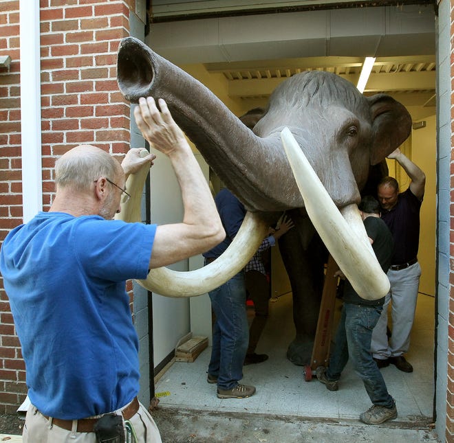 Schiele Museum workers move the American mastodon out of the exhibit room that will be undergoing renovations. JOHN CLARK/THE GAZETTE