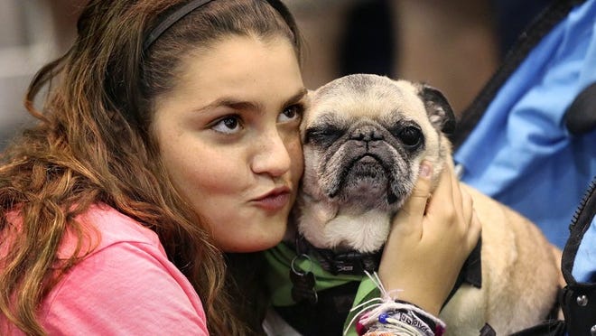 Julia Cerreta, 13, a volunteer with Compassionate Pug Rescue of South Florida, looks at her mom Cynthia, (not in picture), while holding, Spike, a 10 year old Pug during the Second Annual Countdown 2 Zero pet adoption event sponsored by the Peggy Adams Animal Rescue League and the Palm Beach County Animal Care and Control Saturday Sept. 12, 2015 at the Palm Beach County Convention Center in West Palm Beach. Over thirty rescue organizations brought close to 1,000 cats, dogs, bunnies and others animals for adoption. Last year three hundred thirteen animals found a home during the one day event, "our goal is to exceed that and make the county a zero kill community by 2024," Rich Anderson ceo of Peggy Adams said. (Bill Ingram / Palm Beach Post)
