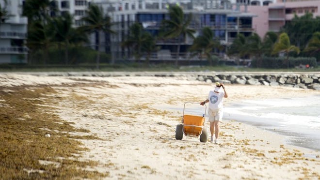 Robin Kennedy collects trash during a Friends of Palm Beach beach cleanup on the North End of Palm Beach in August.