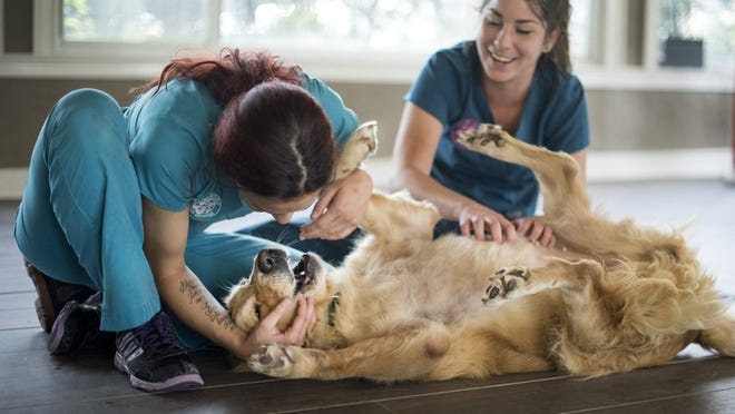 Boynton Beach-based Everglades Golden Retriever Rescue rescued 20 dogs from Istanbul, Turkey and are staying at Clint Moore Animal Hospital in Boca Raton. Hospital staff Sam Bricken (left) and Hunter McConnell play with one of the fourteen remaining dogs on Monday. (Melanie Bell / The Palm Beach Post)