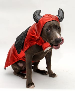 Ivy is a 1-year-old female American Pit Bull Terrier dressed as a devil.
