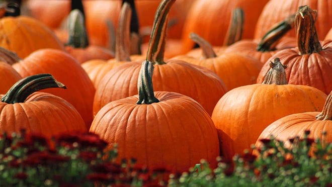 Barton Hill Farms is just one spot near Austin where you can find pumpkins aplenty.