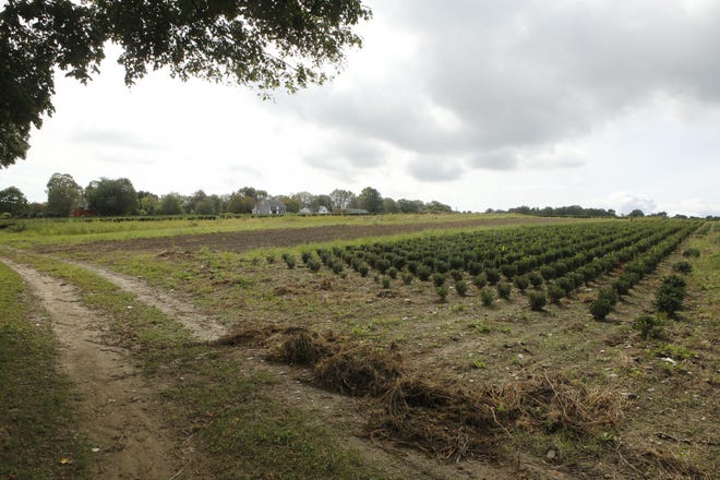 A field owned by Rhode Island Nurseries near Heidi Drive is shown recently in Portsmouth.