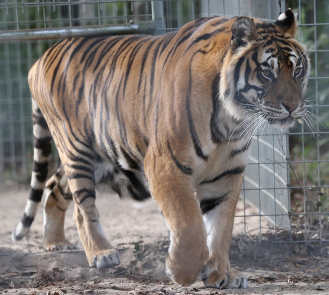 Tony, a Bengal tiger, walks through his habitat at the Forest Animal Rescue in the Ocala National Forest. The rescue is among many nationwide helping animals after a rescue in Colorado had to close. The forest rescue needs volunteers and donations to help provide forever homes for two tigers and two black bears. Star-Banner file photo/Bruce Ackerman