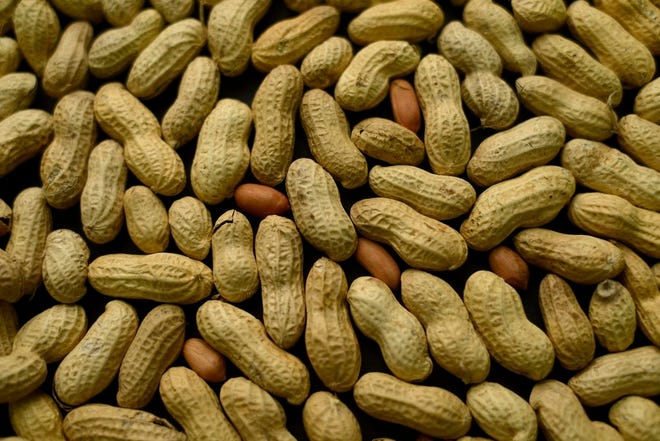This Feb. 20, 2015 file photo, photo shows an arrangement of peanuts in New York. A study published Oct. 26, 2016, in the Journal of Allergy and Clinical Immunology says nearly half of those treated with a skin patch for peanut allergy sufferers were able to consume at least 10 times more peanut protein than they were able to consume prior to treatment. (AP Photo/Patrick Sison, File)