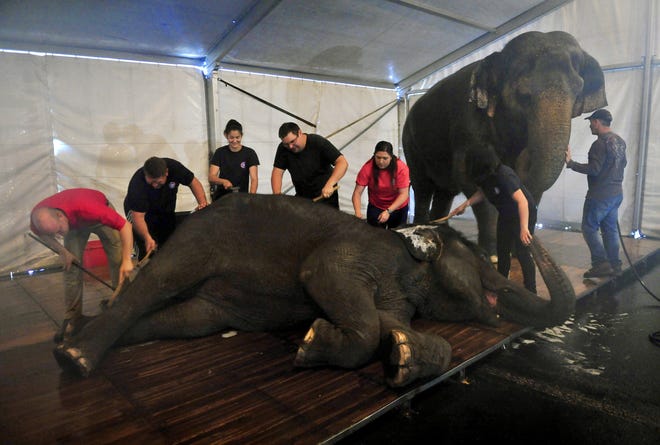 Ryan Henning, left, and a crew give the elephants a bath before their last few shows. MUST CREDIT: Washington Post photo by Michael S. Williamson