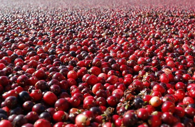Cranberries are in a field in South Haven. In a study published Thursday, Oct. 27, in the Journal of the American Medical Association, cranberry capsules didn't prevent or cure urinary infections in nursing home residents. The Associated Press