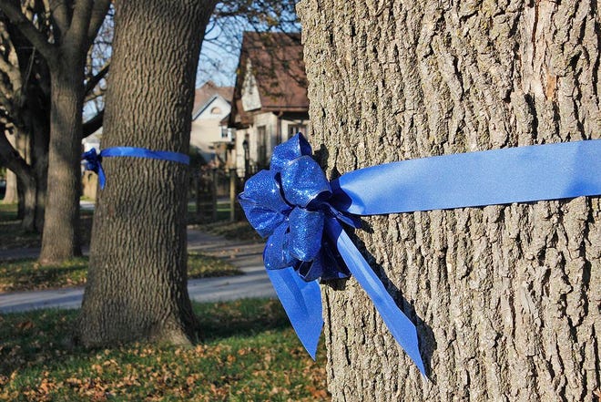 Blue ribbons are tied on the trees outside Hazel Purtell's house in Boone. She has started an effort to "paint Boone blue" in support of law enforcement officers.