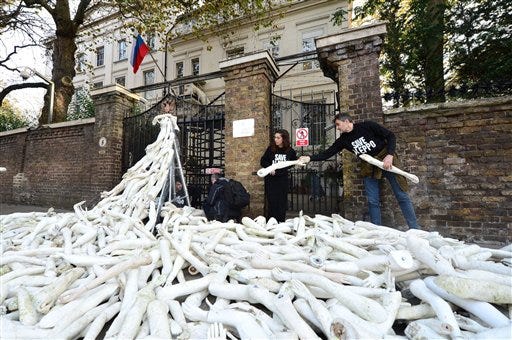Activists place false limbs outside the Russian Embassy in London where two campaign groups, The Syria Campaign and Syria Solidarity UK, have scattered over 800 limbs around the gates of the building in a protest at the bombing of civilians in east Aleppo, Syria, Thursday Nov. 3, 2016. Syrian rebels launched a fresh wave of attacks on Aleppo Thursday as the contested city prepared for an anticipated assault by government and allied Russian forces to seize its eastern, rebel-held districts. (Dominic Lipinski /PA via AP)