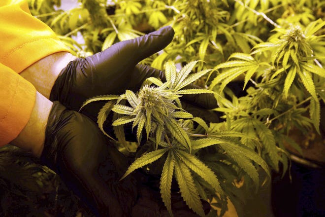 In this June 28 photo, Surterra Therapeutics Cultivation Manager Wes Conner displays the fully grown flower of one of the grower's marijuana plants at its north Florida facility, on the outskirts of Tallahassee. The Florida Medical Marijuana Legalization Initiative, also known as Amendment 2, is on the Florida general election ballot. (Joe Rondone /Tallahassee Democrat via AP, File)