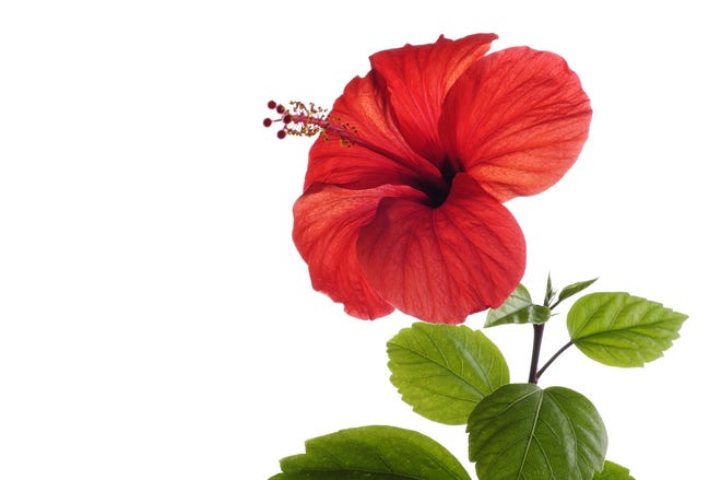 A red hibiscus. Edible flowers should be used to add color, flavor and texture to foods. (Photos.com)