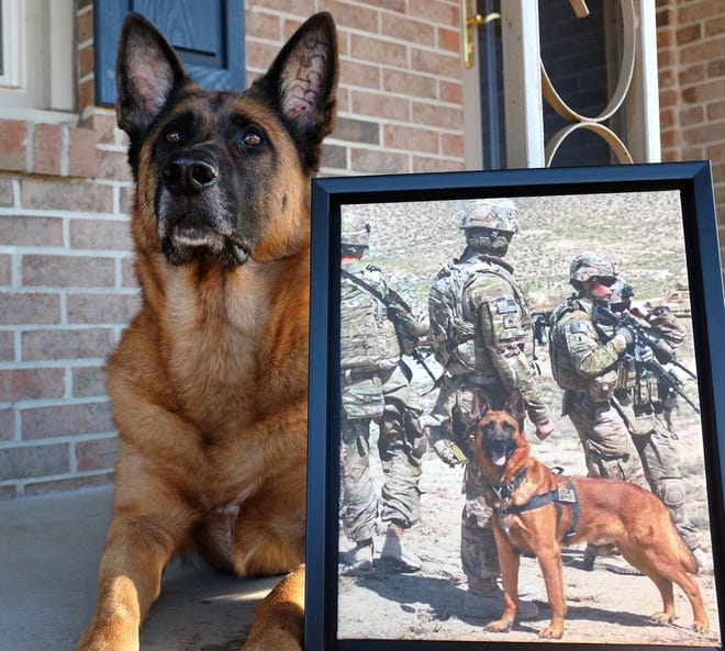 Agbar, a retired military dog, served four tours in Afghanistan attached to the 101st Airborne. He retired in Febrary 2014 and was adopted by Brittany Brayboy and Wayne Heath of Kinston.