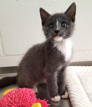 Sully is an energetic 12-week-old DSH. He loves to run and play with toys. Sully grew up around other cats, dogs and kids. Sully is a typical kitten and is very rambunctious. Meet Sully at the Humane Society of Lake County!