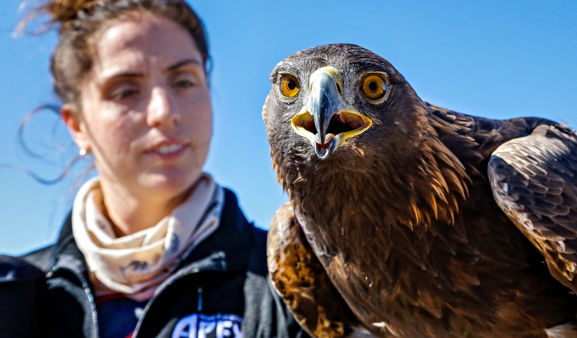 Eat, sleep, prey Falconers flock to Elk City this week