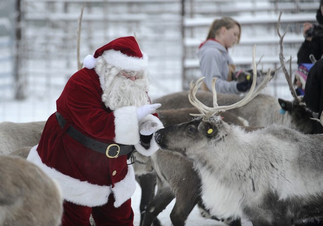 Santa calls a “staff meeting” at the Reindeer Farm in 2011 in Butte, Alaska. Thousands of Arctic reindeer have died because of starvation following unusual rains, accordingt o a new study. MARC LESTER/ANCHORAGE DAILY NEWS VIA MCT