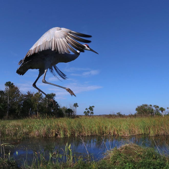 A sandhill crane takes flight at the Lake Woodruff National Wildlife Refuge. News-Journal/JIM TILLER