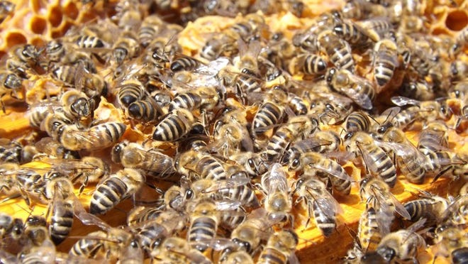File photo of a beehive