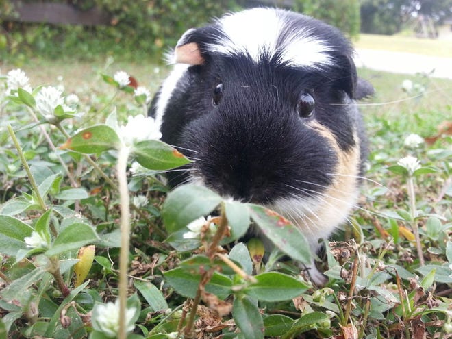 Cali is a crested calico guinea pig owned and operated by 10-year-old Ashley DeJarnette of Bradenton.