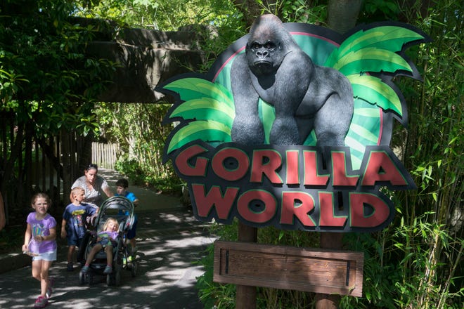 FILE – In this June 7, 2016, file photo, visitors enter the Gorilla World exhibit at the Cincinnati Zoo & Botanical Garden in Cincinnati. Federal inspectors concluded that the Cincinnati Zoo’s barrier to keep the public and gorillas separate wasn’t “effective” for housing primates when a boy slipped into the gorilla exhibit and a gorilla named Harambe was fatally shot on May 28. (AP Photo/John Minchillo, File)