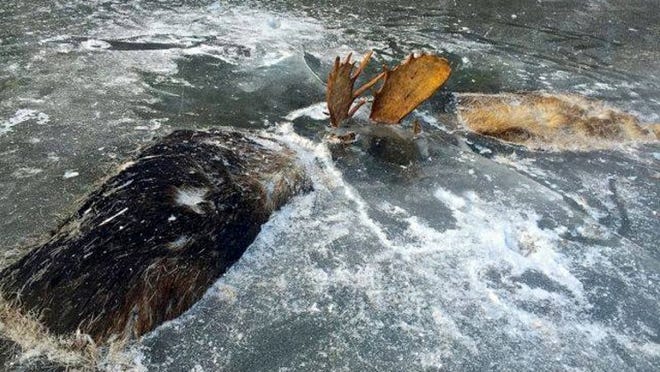 These two moose froze to death in what would be their final battle. (The Washington Post/ Jeff Erickson)