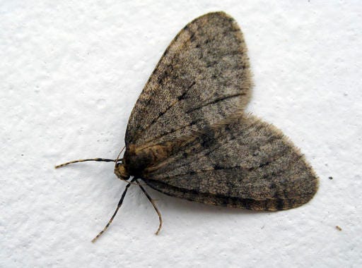 This Dec. 9, 2015 photo provided by Heather Faubert, shows a male winter moth in Kingston, R.I. Faubert, who runs the Plant Protection Clinic at the University of Rhode Island, said she expects the moths to emerge during the 2016 Thanksgiving week in parts of the Northeast. (Heather Faubert/University of Rhode Island via AP)