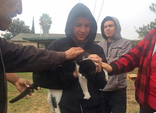 Andrew Perez reunites with his cat, Fat Boy, after a Pacific Gas and Electric Co. crew rescued the feline from atop a 45-foot power pole, Tuesday, Nov. 22, 2016, in Fresno, Calif. The cat had sat atop it for nine days. (Mackenzie Mays/The Fresno Bee via AP)
