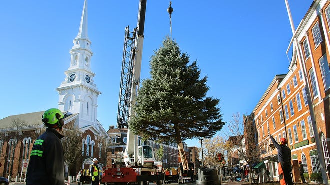 A 25-foot blue spruce tree, donated by the Lister Family, is lifted by crane into the middle of Market Square in Portsmouth on Wednesday under the direction of the city's Public Works Department for the holiday season.

Photo by Rich Beauchesne/Seacoastonline