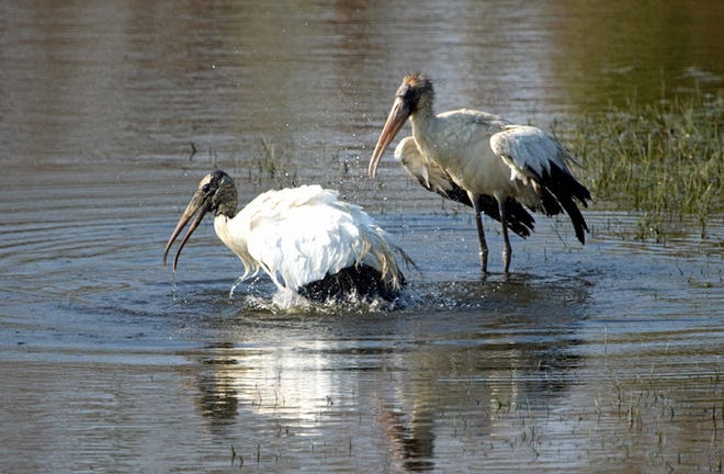 Wood storks need a bit more than a birdbath to get the job done right. (Diana Churchill/For the Savannah Morning News)