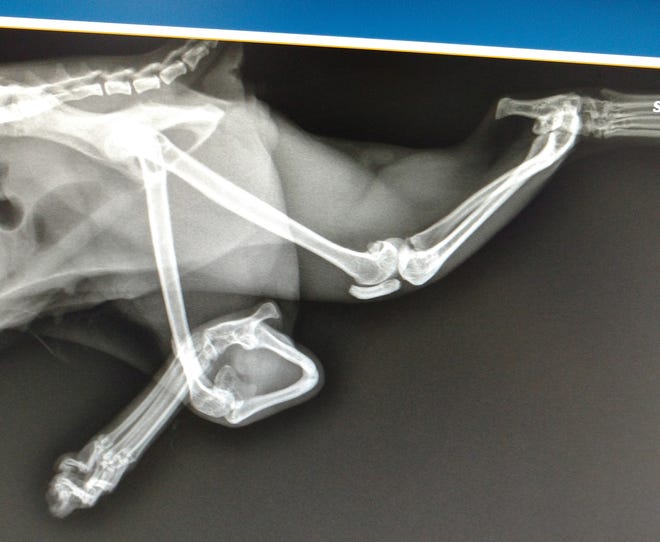 Andra's x-ray shows the severity of the deformity, but it doesn't stop her from acting like a normal cat. She uses her other three legs to get around. Photo provided