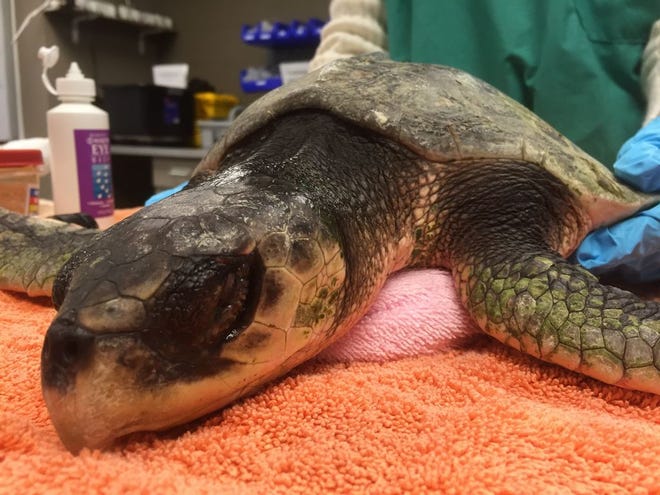 A sea turtle found in Hull on Wednesday, Nov. 23, 2016, is treated at the New England Aquarium sea turtle hospital in Quincy.
