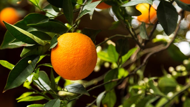 Orange tree (Thinkstock)