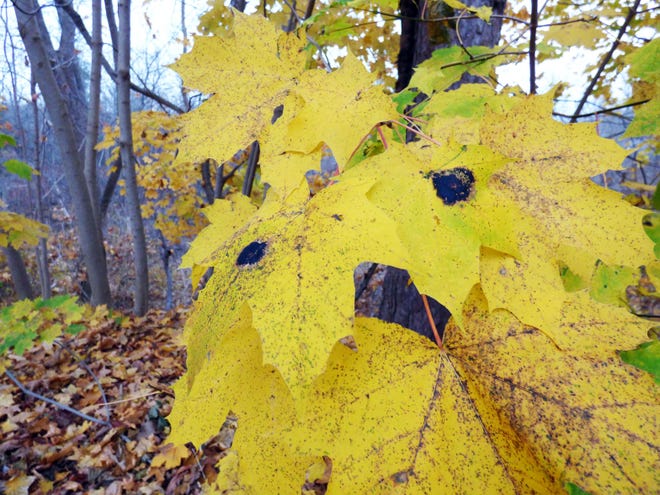 Tar spot fungus is showing up on lots of maple leaves this fall. Photo by Sue Pike
