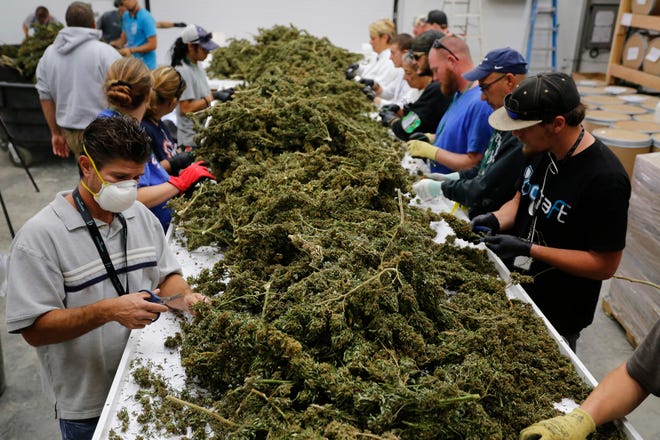 FILE - In this Oct. 4, 2016, file photo, farmworkers remove stems and leaves from newly harvested marijuana plants, at Los Suenos Farms in Avondale, Colo. The government still has many means to slow or stop the marijuana train and President-elect Donald Trump’s nomination of Alabama Sen. Jeff Sessions to be the next attorney general has raised fears that the new administration could crack down on weed-tolerant states. (AP Photo/Brennan Linsley, File) FILE-In this Oct. 4, 2016, file photo, farmworkers transport newly harvested marijuana plants at Los Suenos Farms in Avondale, Colo. The government still has many means to slow or stop the marijuana train and President-elect Donald Trump’s nomination of Alabama Sen. Jeff Sessions to be the next attorney general has raised fears that the new administration could crack down on weed-tolerant states. (AP Photo/Brennan Linsley, File)