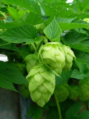 The process of turning hop flowers into pellets involves grinding down the cones, seen in this courtesy photo, into a powder, and is then converted into pellet form. One pound of hop cones yields about 12 ounces of pellets, the common form of hops used in the brewing process.