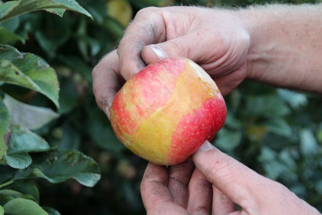 While a late-spring frost didn't have a major impact on this year's apple crop at Northwoods Orchard near Mauston, Wisconsin, the skin of some apples grew a yellow strip due to cold temperatures. The discoloration does not affect the taste and most apples grew to normal size.