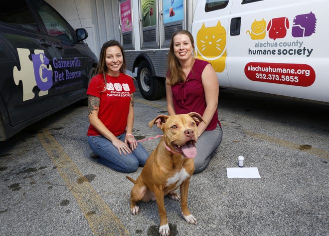 Chrissy Sedgley, left, director of operations at Alachua County Humane Society, and Heather Thomas, right, the executive director of the Alachua County Humane Society and Gainesville Pet Rescue, sit with Diamond a rescue dog at the ACHS in Gainesville. The two animal service agencies are now merged into one and share services. (Brad McClenny/The Gainesville Sun)