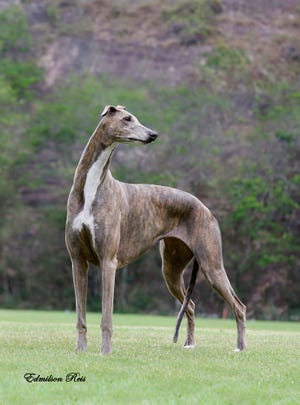 Courtesy of Rindi Gaudet Gia, a four-year-old greyhound owned by Bluffton’s Melanie Steele, won Best in Show at the National Dog Show presented by Purina. The TV special aired on Thanksgiving Day on NBC, immediately following the Macy’s Thanksgiving Day Parade.