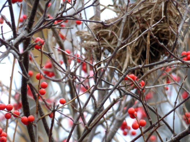Photo by Sue Pike

A bush where the leaves have dropped, revealing a bird’s nest hidden in the winterberry thicket.