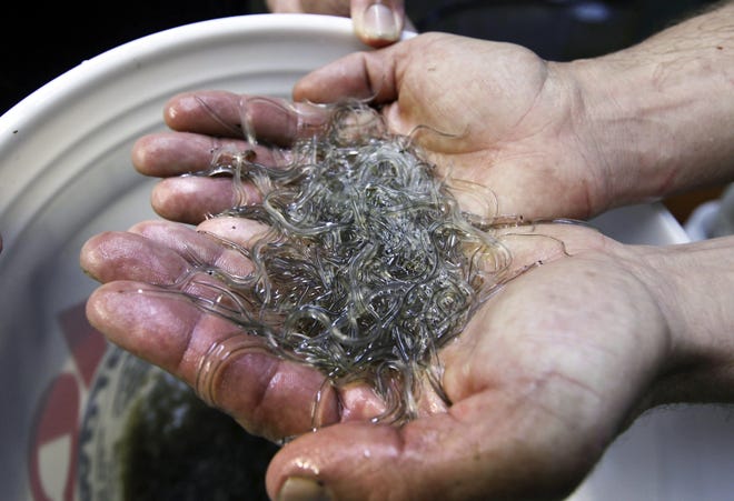 A man holds elvers, young, translucent eels, in Portland, Maine. Baby eels are the most lucrative fishery in the state on a per-pound basis. A Maine eel farmer is looking operate a small eel farming operation that raises the eels so they can be sold live to local restaurants. AP Photo/Robert F. Bukaty, file