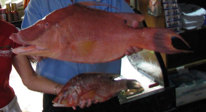 Hogfish are becoming popular with anglers around the area. Their numbers are definitely on the increase and are being found a lot shallower in recent years.