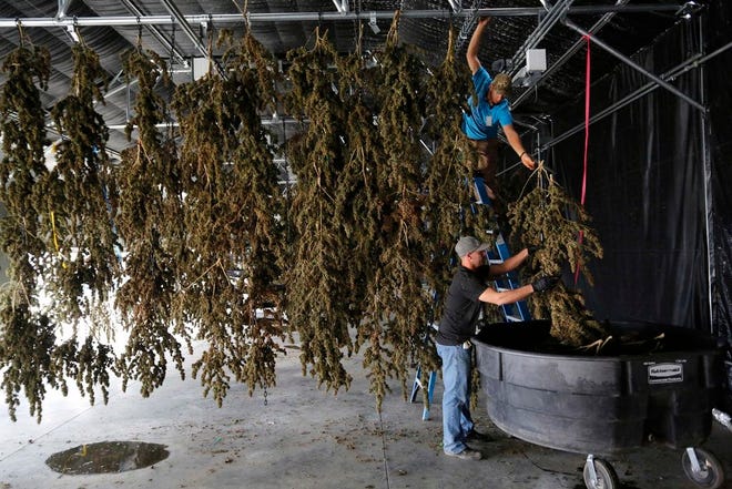 In this Oct. 4, 2016 file photo, farmworkers inside a drying barn take down newly-harvested marijuana plants after a drying period, at Los Suenos Farms, America's largest legal open air marijuana farm, in Avondale, southern Colo. Newly-approved laws in four states allowing the recreational use of marijuana are seen as unlikely to change rules regarding use of the drug in the workplace. (AP Photo/Brennan Linsley, File)