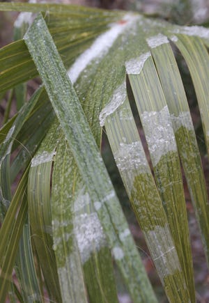 Ice coats a palm frond Jan. 29, 2014, in Panama City. The ice storm likely caused some damage that is only now becoming noticeable on palms and citrus trees. FILE PHOTO