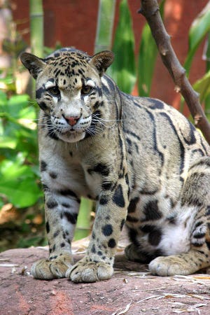 This file photo of a clouded leopard is courtesy of The Clouded Leopard Project.