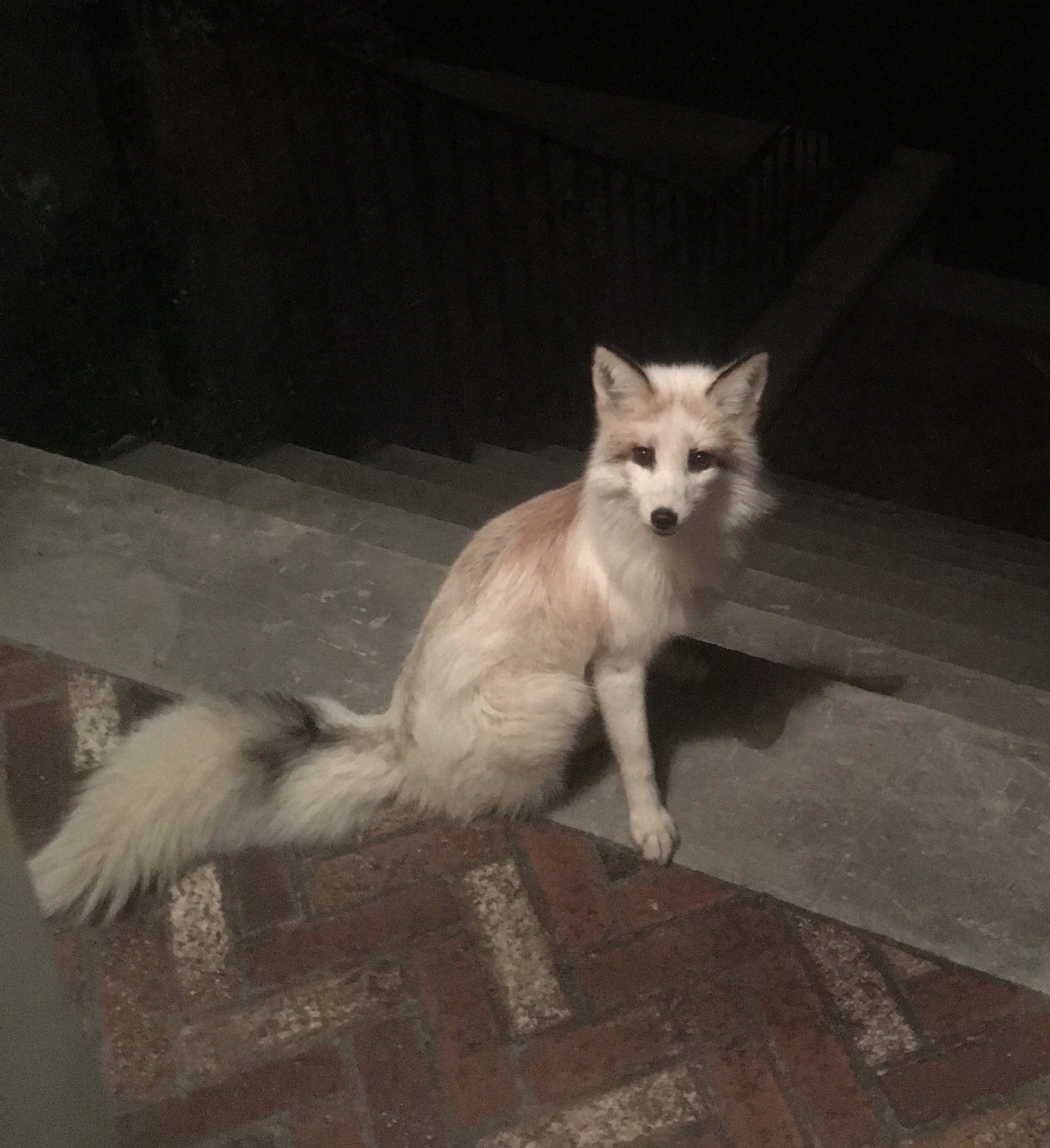 Rare white fox captured in Franklin Rare white fox captured in Franklin